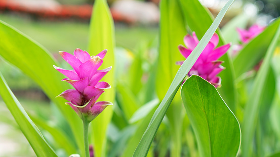 Pink Siam tulip flower in a garden.