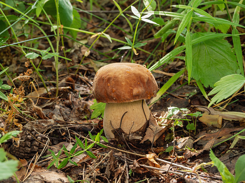 Porcini mushroom in the mixed forest.