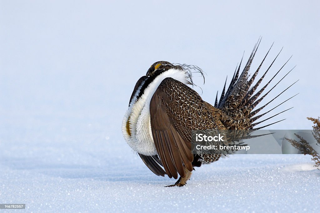 Strutting Sage Grouse male Late winter brings Sage Grouse together on a lek, or breeding ground, to pick mates.  This male is strutting hoping to attract a females. Sage Grouse Stock Photo