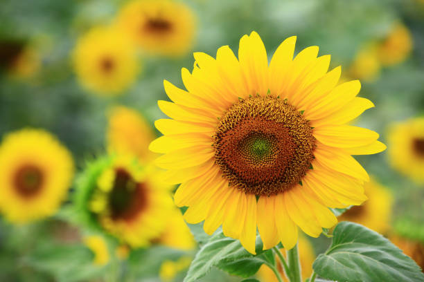 istock blooming colorful Sunflowers 1467825652