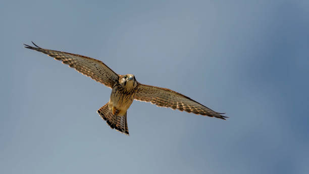 istock Common Kestrel (Falco tinnunculus) in flight against the sky. 1467825810