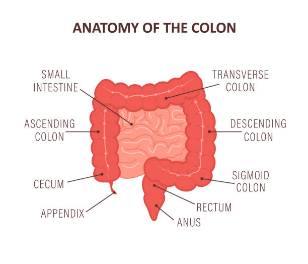 Anatomy of the colon with description parts. Intestine icon. Human internal organ. Health bowel. Medical vector illustration in flat cartoon style Anatomy of the colon with description parts. Intestine icon. Human internal organ. Health bowel. Medical vector illustration in flat cartoon style. anamnesis stock illustrations