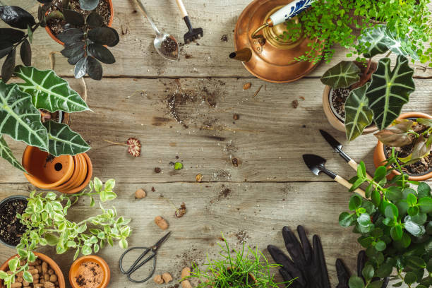 istock Flat Lay with Gardening Tools, House Plants, Pots 1467826358