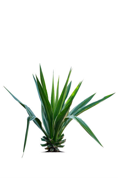 istock Agave is a tropical drought tolerant plant with sharp thorns isolated on white background and cutting path. 1467826606