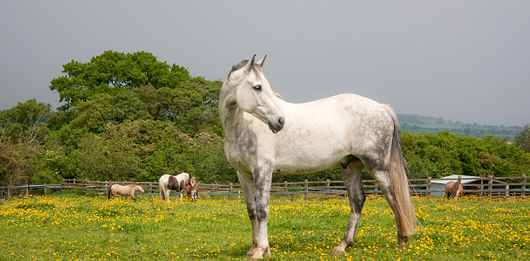 Dapple grey horse stands in field of buttercups in english countryside, with other horses and ponies in background.
