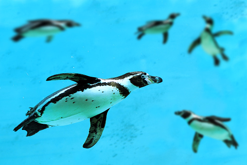 Humboldt penguin (Spheniscus humboldti) swimming under water