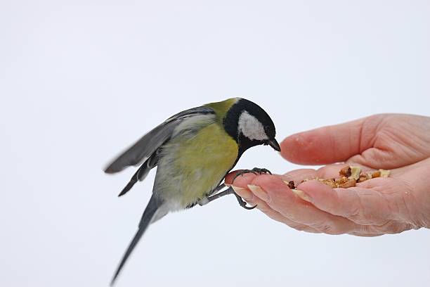 grater titmouse on the open hand stock photo