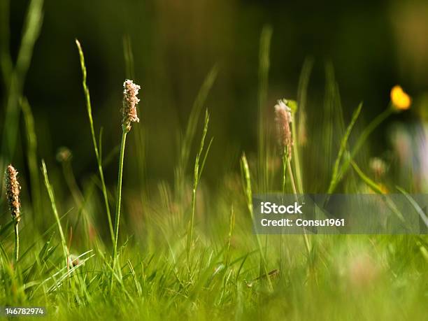 Hierba Foto de stock y más banco de imágenes de Aire libre - Aire libre, Brizna de hierba, Desenfocado