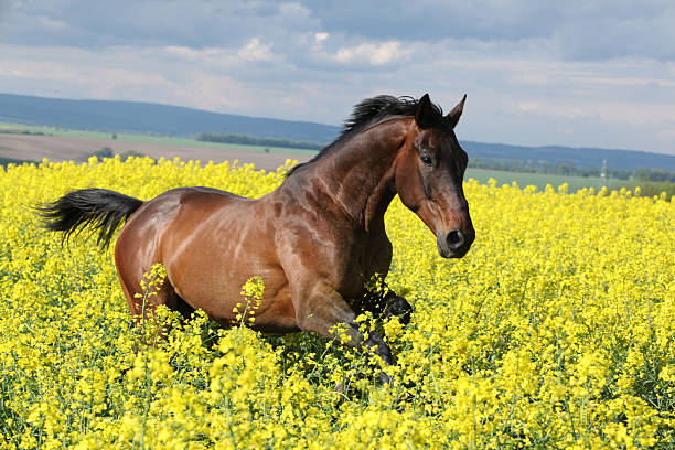 Malapolski horse in the colza field stock photo