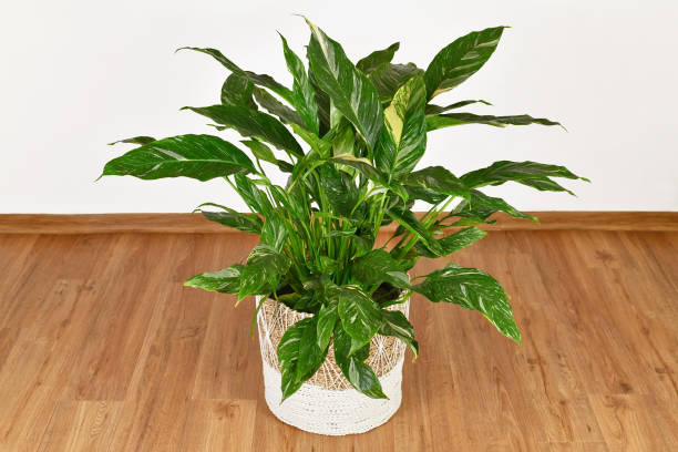 istock Topical 'Spathiphyllum Diamond Variegata' houseplant 1467831725