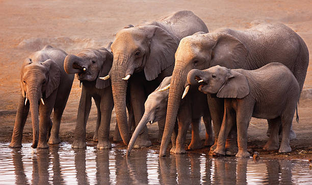 istock Herd of elephants with babies drinking from pond 146783201