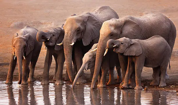 Elephant herd drink at a waterhole in Etosha