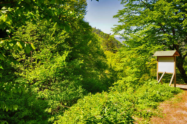istock Beautiful green forest view. Trees, bushes, woods, leaves... 1467832061