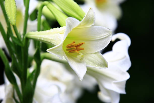 istock blooming Longflower Lily(Easter Lily,White Trumpet Lily) flowers with raindrops 1467832207