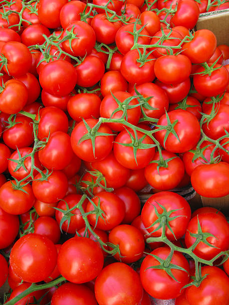 Tomatoes on the vine stock photo