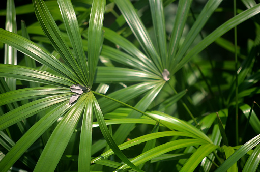 Lady palm leaf close up shot