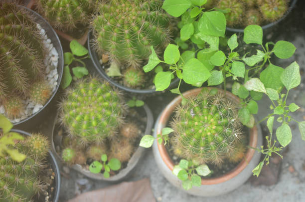 Group of Echinopsis calochlora in pot with high angle view