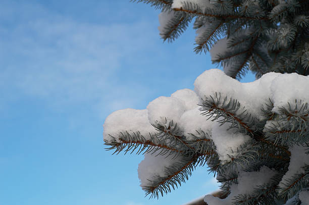 Fir-tree branch stock photo