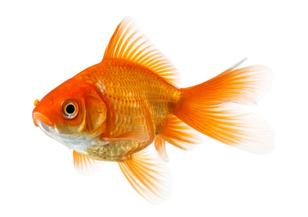 goldfish isolated on white profile of goldfish isolated on pure white background,  see also: cyprinidae photos stock pictures, royalty-free photos & images