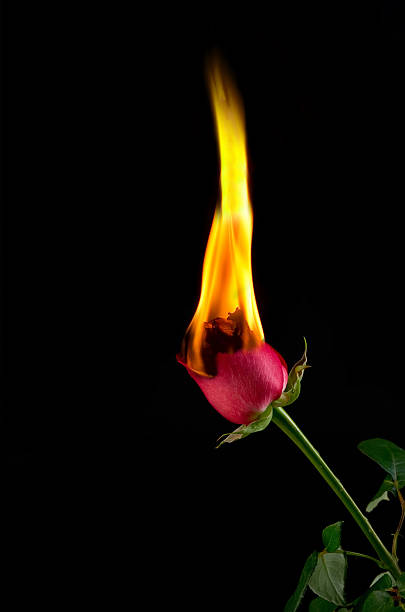 Red rose on fire stock photo