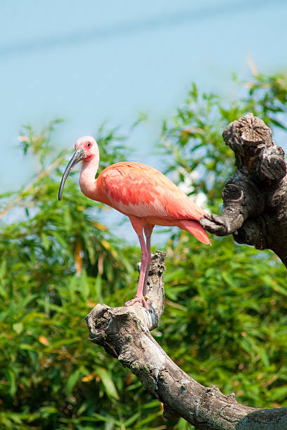 Fenicottero Rosa - foto stock