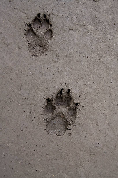 istock Dog footprint in mud 146783588
