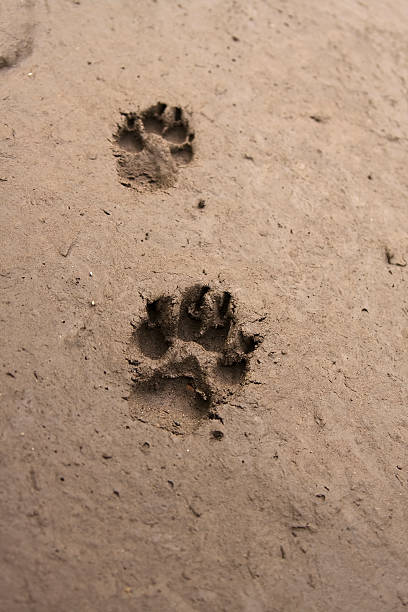 istock Dog footprint in mud 146783596