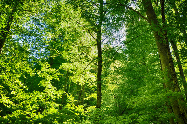 Beautiful green forest view. Trees, bushes, woods, leaves...