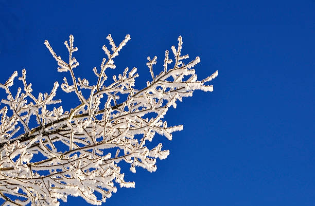 Frost coberto - fotografia de stock