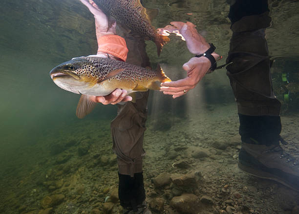 truta marisca libertação - fly fishing trout brown trout fishing imagens e fotografias de stock