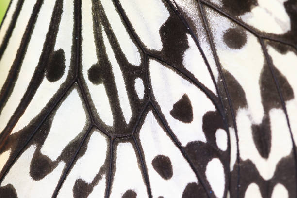 istock Macro shot of the Large Tree Nymphs(Paper Kite,Rice Paper) butterfly wing 1467836652