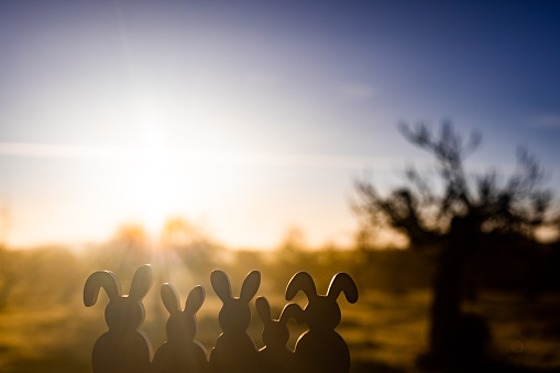 Five easter rabbits silhouettes in front of a beautiful warm colorful sunrise with trees and a meadow in the background and the sun shining. Selective and soft focus. Part of a series.