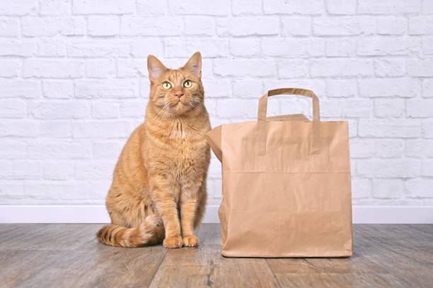 istock Cute ginger cat sitting next to a paper bag. 1467837924