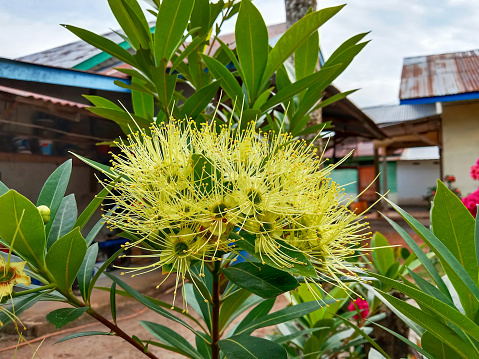 Beautiful blooming Xanthostemon chrysanthus flowers. Xanthostemon chrysanthus, the golden penda or first love, is a species of tree in the myrtle family Myrtaceae.