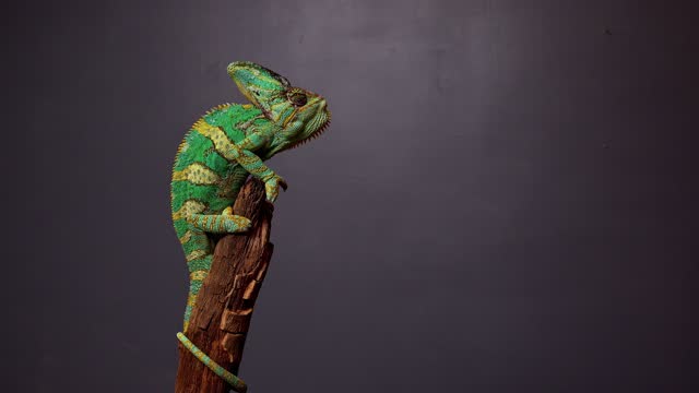 Veiled Chameleon, Chamaeleo calyptratus, sits on branch and look in different directions close-up on a grey background. 4k raw Studio footage of exotic pet, animals