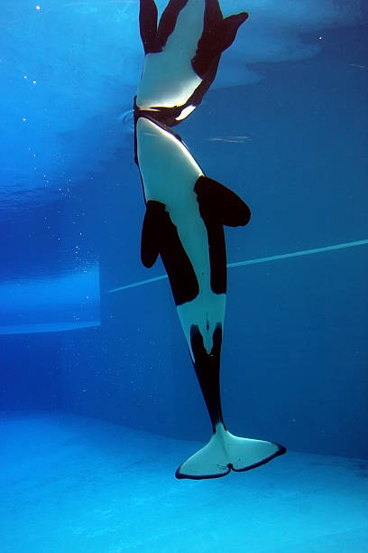 orca orca playing in a pool of blue water orca underwater stock pictures, royalty-free photos & images