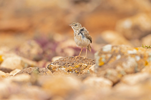 A steaked and sand colored songbird standing in a rocky semi-desert area in search for insects.