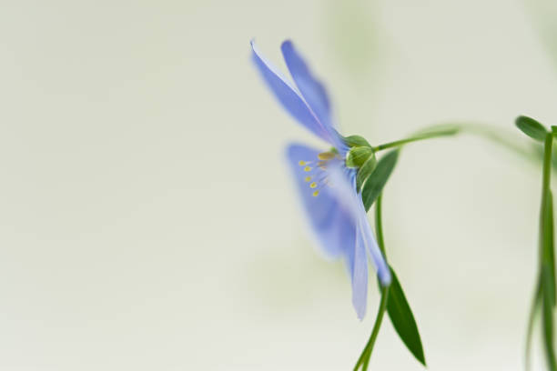 istock Blue flax flower close-up. 1467840304