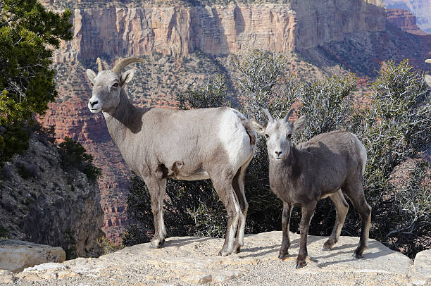 istock Wild goats at Grand Canyon 146784031