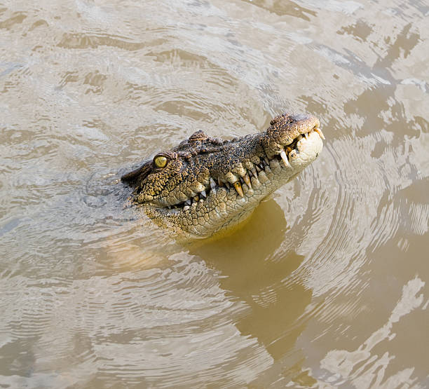 istock Saltwater Crocodile (crocodylus porosus) Australia 146784081