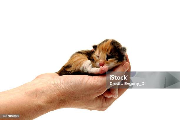 Threecoloured Kitten Lying In Hand Isolated On White Background Stock Photo - Download Image Now