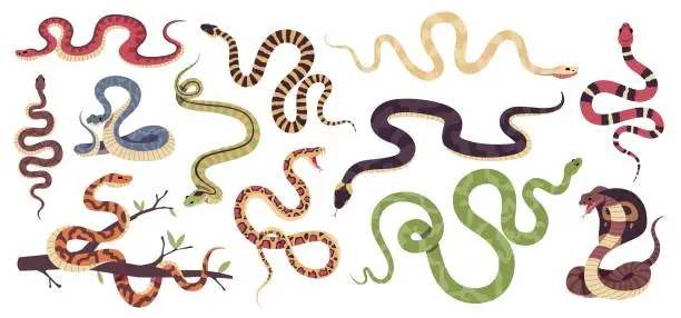 Vector illustration of Cartoon snakes. Different types reptiles, venomous and strangling, tropical wildlife, colorful cobra, green python, boa constrictor, viper and trimeresurus salazar, tidy vector serpents set