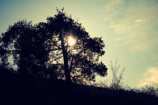 Evening view of a pine tree with hidden sun.