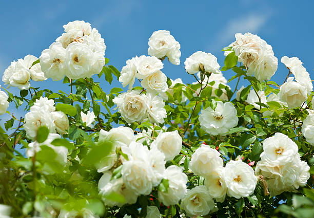 Centolia Roses 600+ Rosa Centifolia Stock Photos, Pictures & Royalty-Free Images - iStock