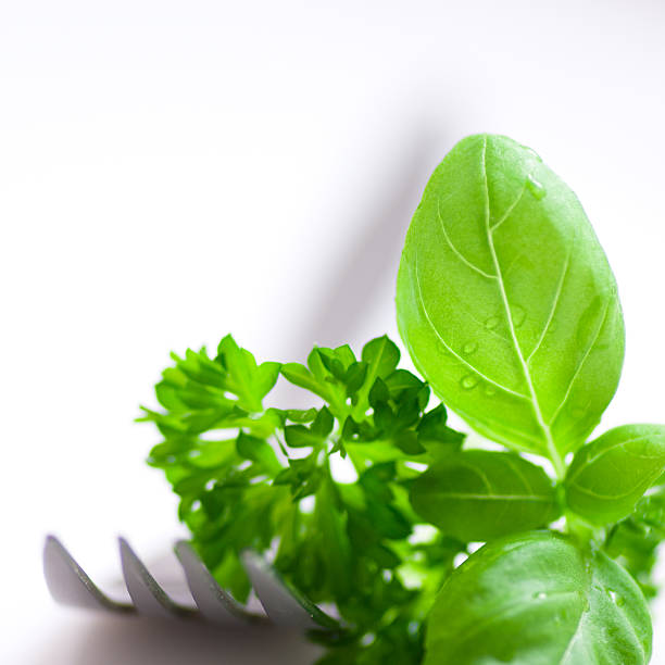 istock Close up of Herbs and a Fork 146784191