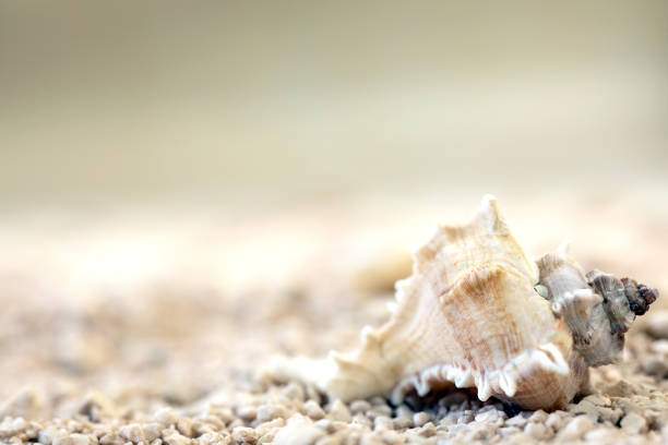 Stock photo showing close-up view of a pile of seashells and starfish on the sand on a sunny, golden beach with sea at low tide in the background. Summer holiday and tourism concept.