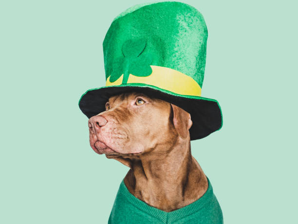 istock Puppy and a bright green leprechaun hat 1467843001