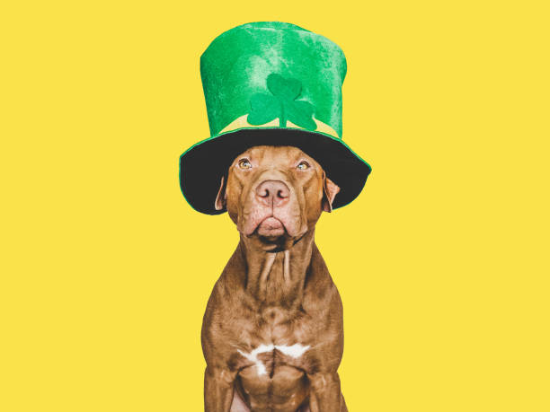 istock Puppy and a bright green leprechaun hat 1467843346