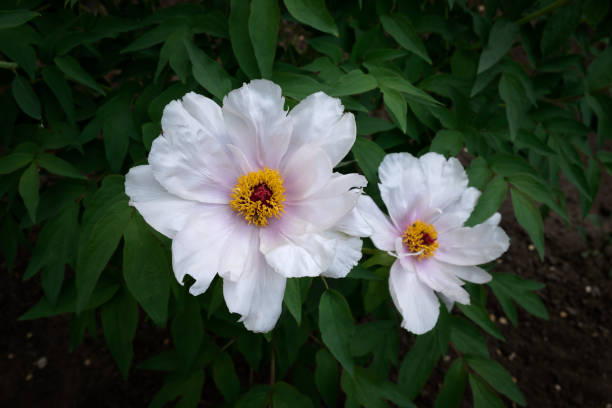 istock Tree peony Paeonia suffruticosa close-up 1467844272