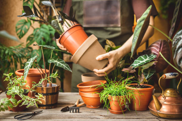istock Worker trying the new pot before the plant repot 1467844929